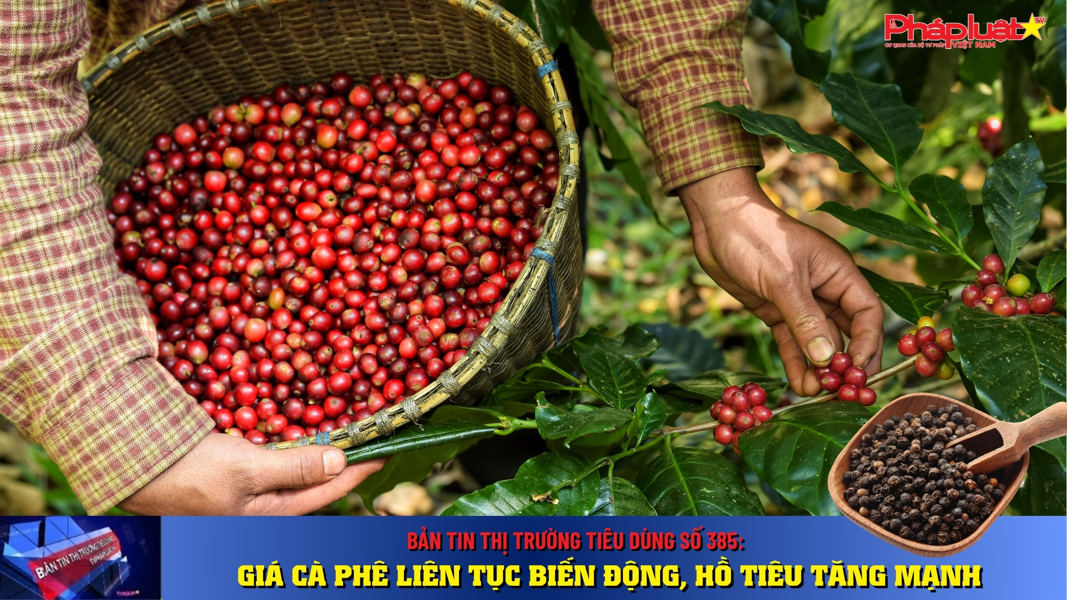 Bản tin Thị trường Tiêu dùng số 385: Giá cà phê liên tục biến động, hồ tiêu tăng mạnh.