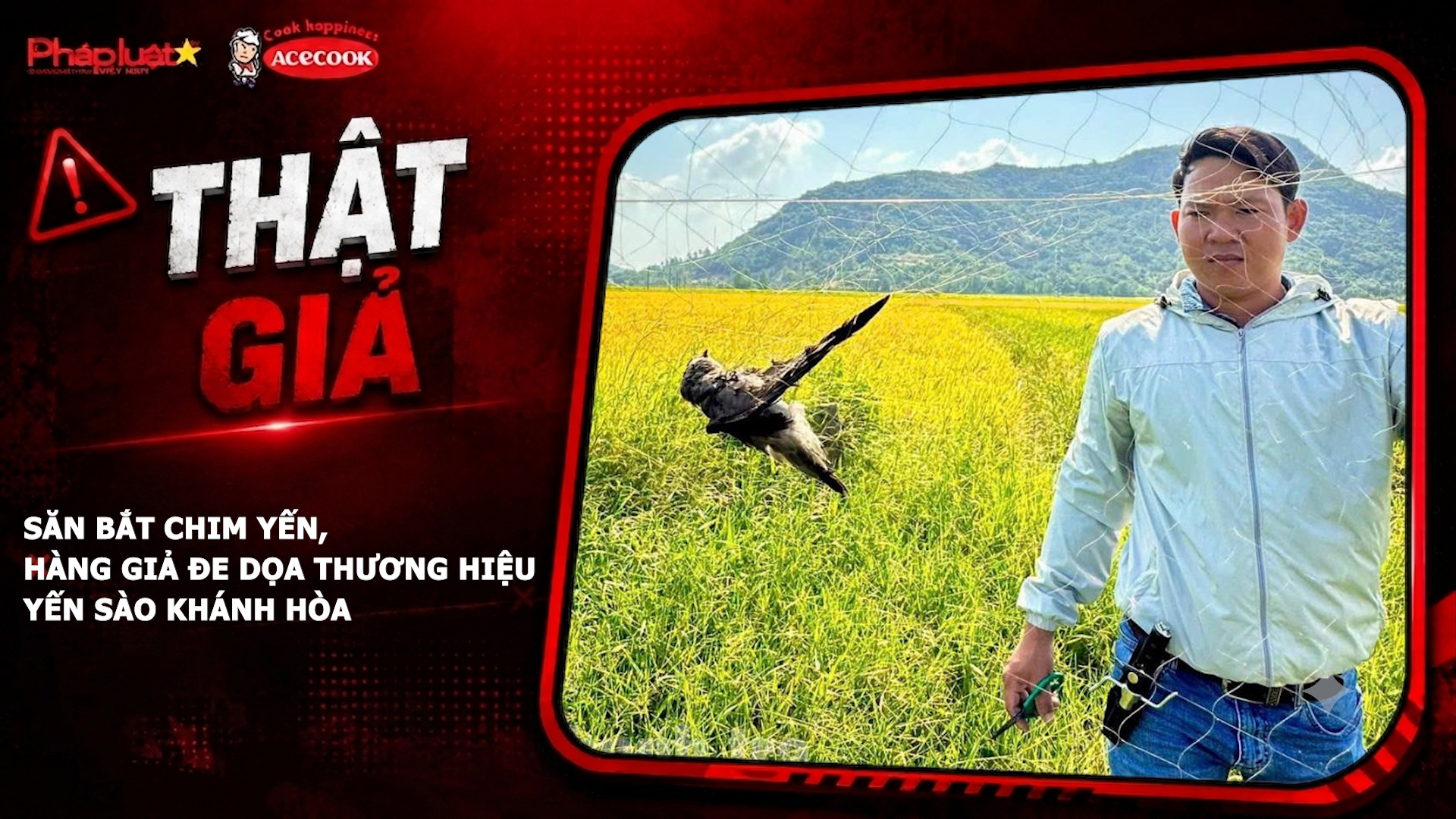 Chuyên mục chung tay cùng doanh nghiệp phòng chống Hàng gian- Hàng giả- Hàng nhái (ngày 17/7/2026): Săn bắt chim yến, hàng giả đe dọa thương hiệu Yến sào Khánh Hòa