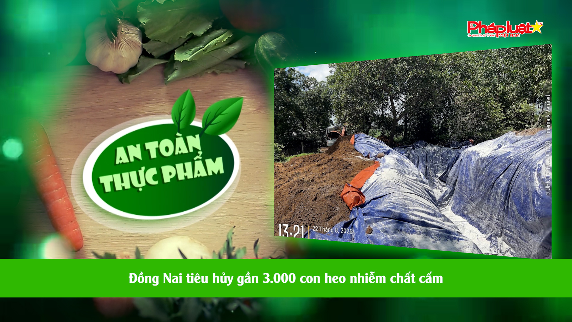 Bản tin An toàn Thực phẩm (ngày 28/8/2026): Đồng Nai tiêu hủy gần 3.000 con heo nhiễm chất cấm