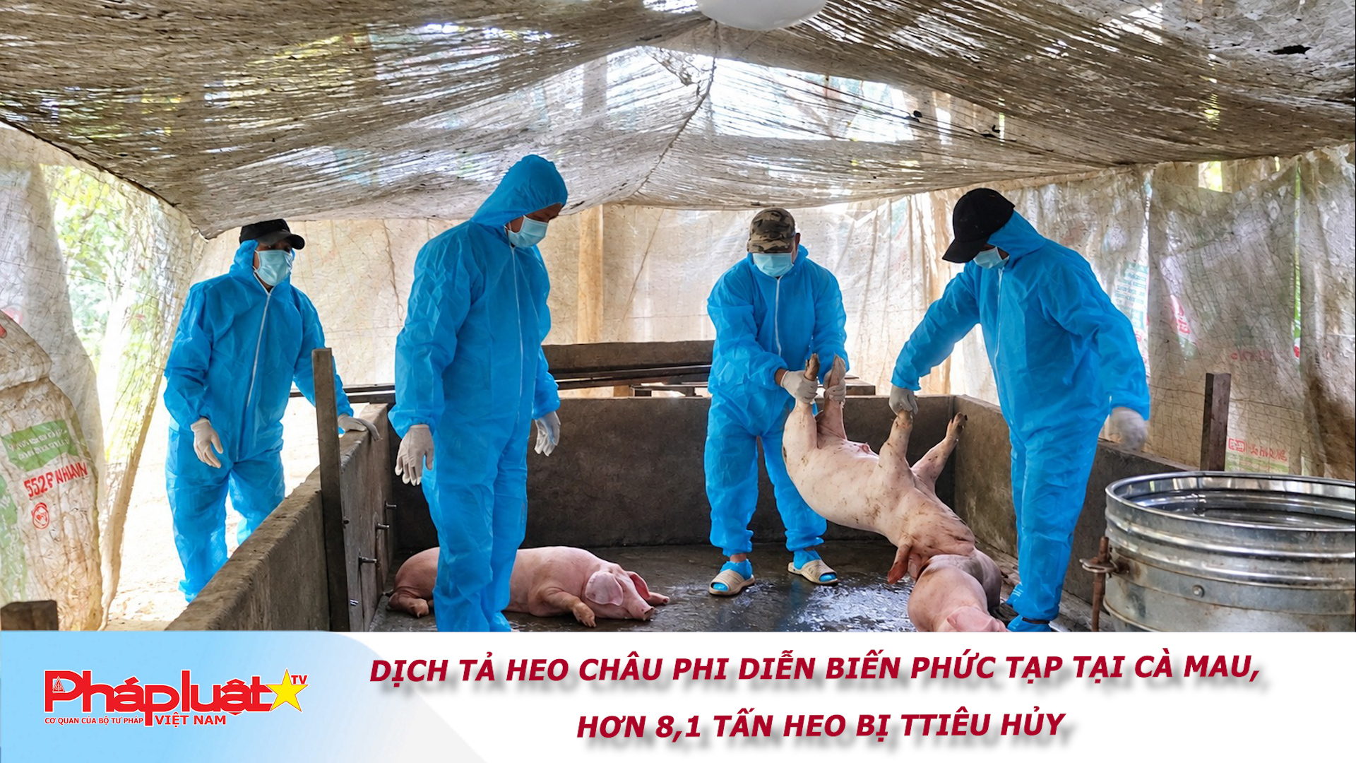 Dịch tả heo châu Phi diễn biến phức tạp tại Cà Mau, hơn 8,1 tấn heo bị tiêu hủy
