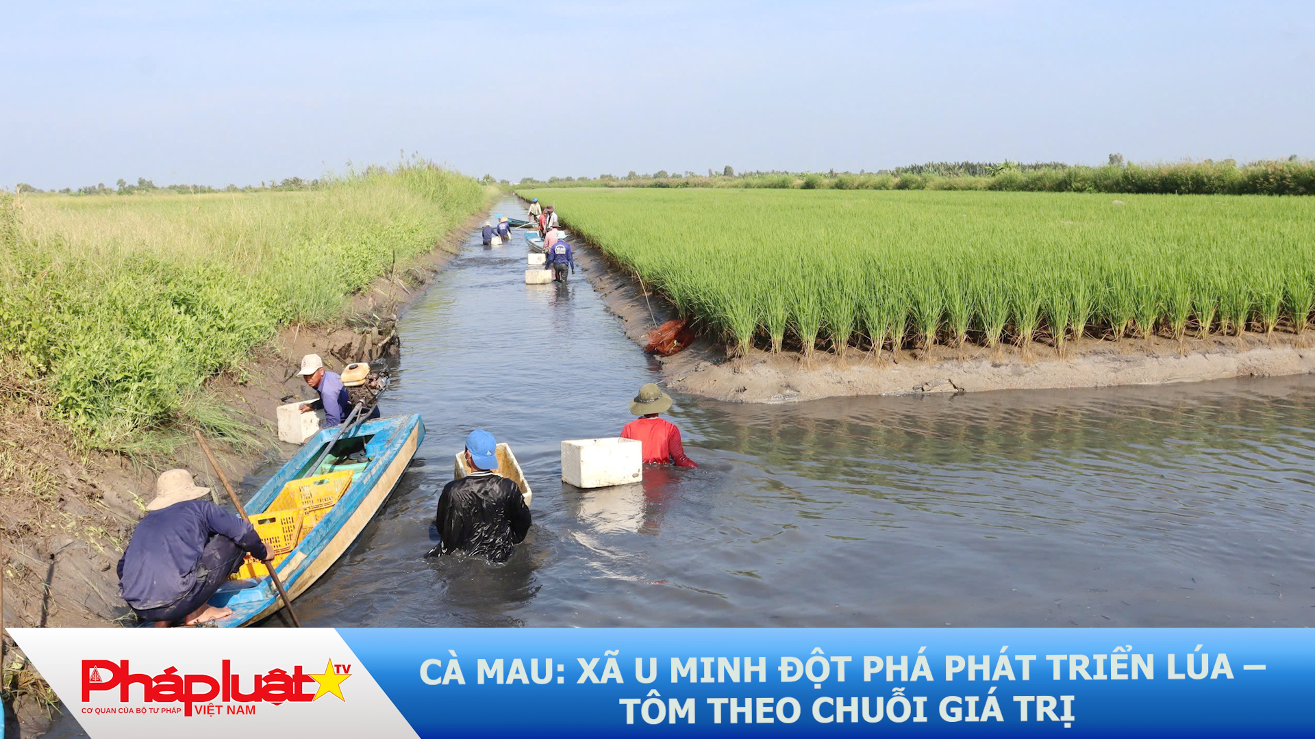 Cà Mau: Xã U Minh đột phá phát triển lúa – tôm theo chuỗi giá trị